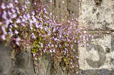 eski yıpranmış rıhtım duvarında büyüyen zilaria duvar resimlerinin yakın çekim 