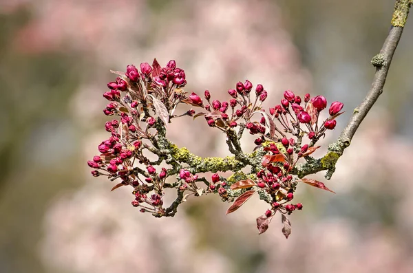 Prunus Ragyogó Napsütésben Vörös Rügyek Virágzás Ellen Háttérben Lágy Rózsaszín — Stock Fotó