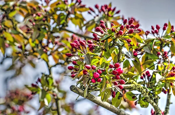 Ramas Árbol Ciruelo Con Flor Roja Punto Abrirse Contra Cielo —  Fotos de Stock