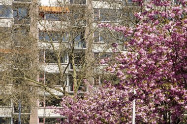 Rotterdam, Hollanda, 10 Nisan 2019: pembe çiçek açan prunus ağaçları ile 1959'da inşa edilen bir konut, ilkbaharda güneşli bir günde arka planda