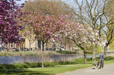 Rotterdam, Hollanda, 10 Nisan 2019: Kralingen semtinde bir kanala inen bir çim yamacında çeşitli renklerde çiçek açan prunus ağaçları