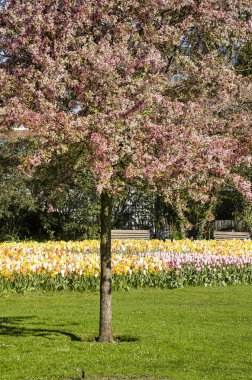 Rotterdam, Hollanda, 10 Nisan 2019: arka planda çiçek açan laleler bir alan ile Park'ta bir çim üzerinde kırmızımsı pembe çiçekli prunus ağacı