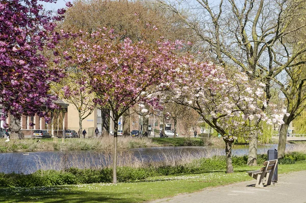 Rotterdam, Hollanda, 10 Nisan 2019: Kralingen semtinde bir kanala inen bir çim yamacında çeşitli renklerde çiçek açan prunus ağaçları