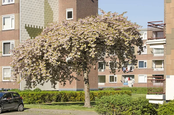 Hoogvliet Pays Bas Avril 2019 Magnifique Prunus Fleuri Sur Une — Photo