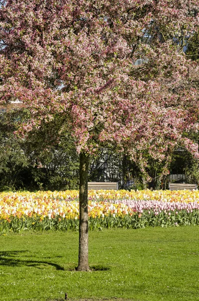 Rotterdam Holandia Kwietnia 2019 Czerwonawe Różowe Kwitnące Drzewo Prunus Trawniku — Zdjęcie stockowe
