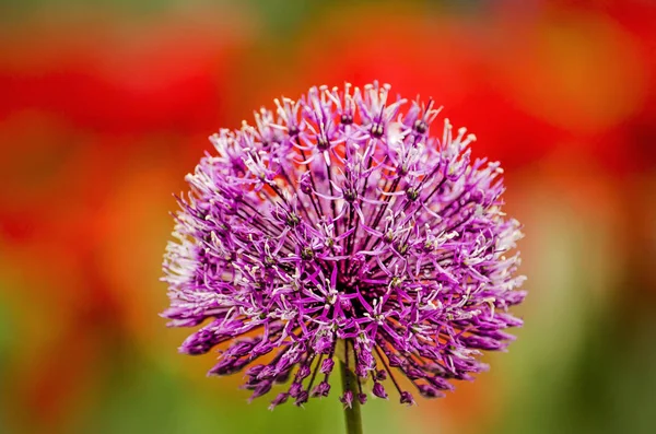 Close Flower Ornamental Onion Allium Bright Red Background — Stock Photo, Image