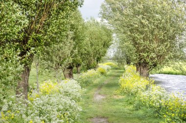 Hiking path lined with pollard willows, rapeseed and cow parsley, next to a ditch  in Alblasserwaard polder, The Netherlands clipart