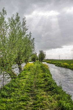 Alblasserwaard polder, Hollanda bir tarafta pollard söğütler ile iki hendek arasında dar yürüyüş yolu