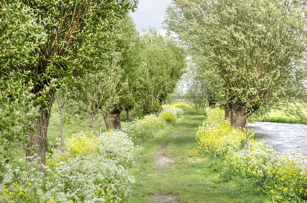 Hiking path lined with pollard willows, rapeseed and cow parsley, next to a ditch  in Alblasserwaard polder, The Netherlands