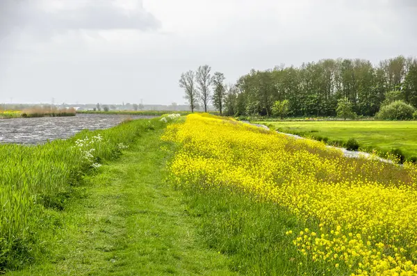 Hiking path lined with rapeseed along a canal in Alblasserwaard polder, The Netherlands