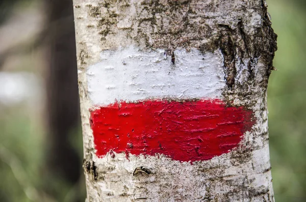 Czerwony Biały Długodystansowy Znacznik Szlaku Malowane Białej Powierzchni Brzozy — Zdjęcie stockowe