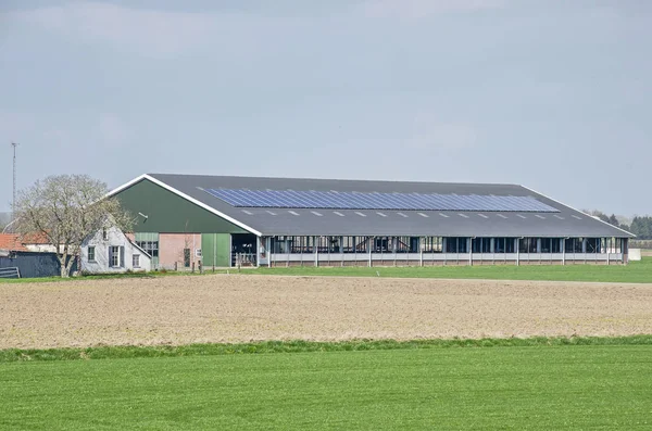 Doesburg Hollandia Március 2019 Nagy Modern Szarvasmarha Pajta Napelemekkel Nyitott — Stock Fotó