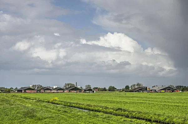 オランダのアルブラスセルワール ポルダーの緑の牧草地や大きな農業小屋やその他の建物を持つ風景 — ストック写真