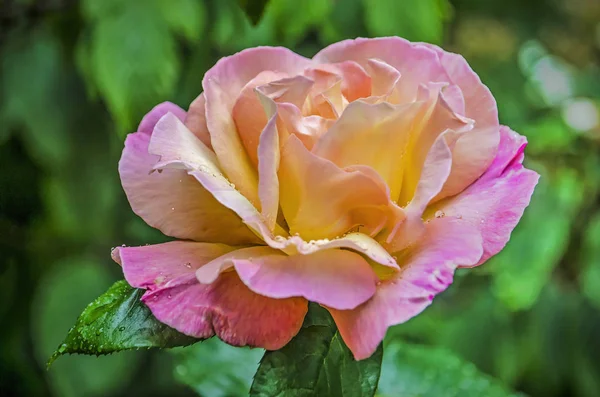 Közelről Egy Rózsa Virág Kis Csepp Vizet Egy Közelmúltbeli Csapadék — Stock Fotó