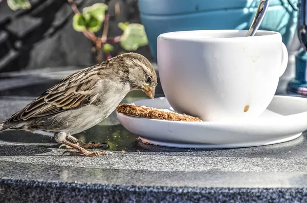 Sparrow Bir Coofee Kupası Altında Bir Bardağın Bir Bisquit Yemek — Stok fotoğraf