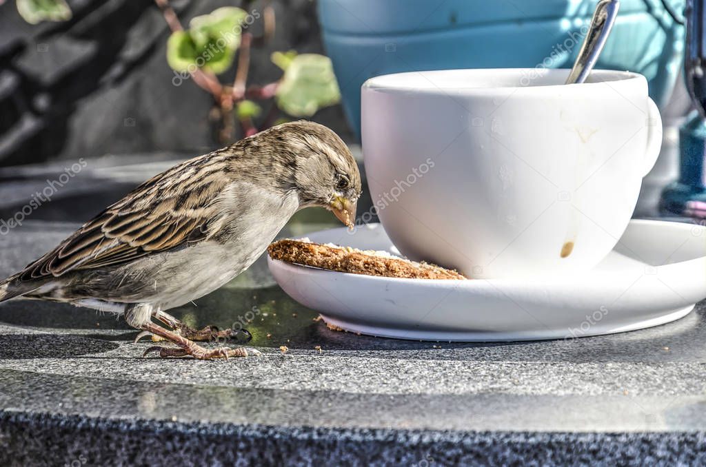 Sparrow eating a bisquit from the saucer under a coofee cup 