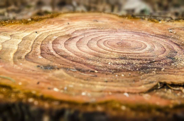 Focus Sélectif Sur Les Anneaux Annuels Dans Tronc Arbre Abattu — Photo