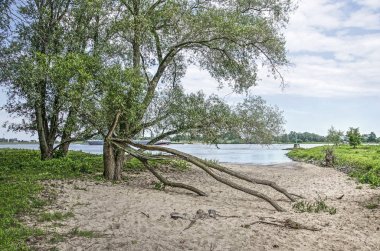 İki ağaç, biri düşmüş dalları ile, bir kumlu plajda Woudrichem, Hollanda yakınlarındaki Waal nehrin floodplains vahşi bir alanda