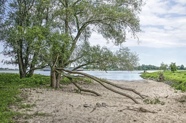 Duas Árvores Uma Com Galhos Caídos Uma Praia Areia Uma — Fotografia de Stock