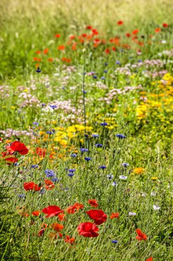 Haşhaş, cornflowers ve yaz aylarında yol kenarında renkli kır çiçekleri çeşitli diğer türde