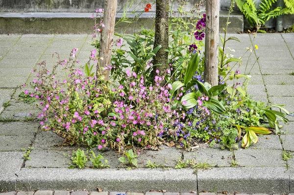 Fleurs Diverses Violet Bleu Autres Couleurs Dans Petit Jardin Spontané — Photo