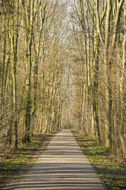 Utrecht yakınlarındaki bir orman boyunca bir asfalt yol boyunca ağaçların arasından parlayan güneş, Hollanda
