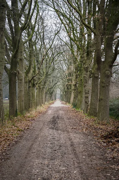 Polna Droga Pobliżu Sint Oedenrode Holandia Wyłożona Gołymi Drzewami — Zdjęcie stockowe
