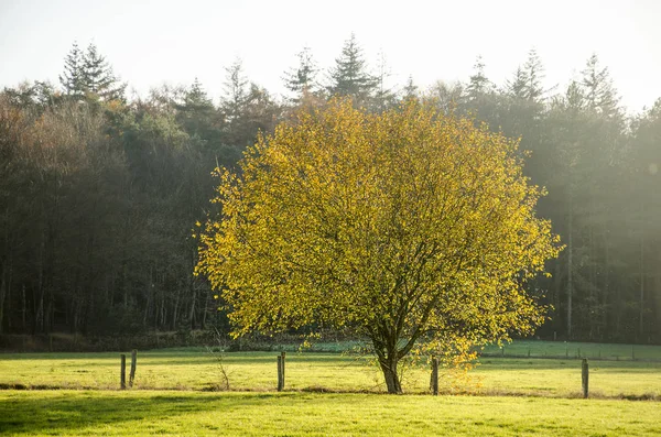 Lumière Soleil Illumine Seul Arbre Dans Une Prairie Pendant Heure — Photo