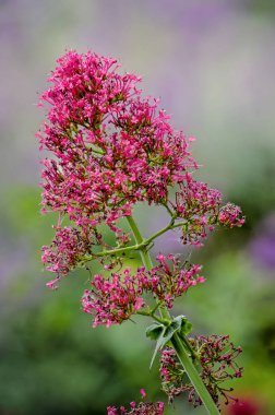 Kırmızı kediotu da dahil olmak üzere birçok isim altında bilinen centranthus ruber, yakın çekim