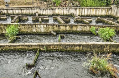 Roermond, Hollanda'da Roer nehri beton balık merdiveni, kısmen yosun, otlar ve küçük çalılar ile kaplı