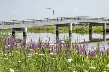 Mor loosetrife, otlar ve arka planda beton bir yaya köprüsü ile Hollanda Biesbosch milli parkının Noordwaard bölümünde bir dere kıyısında diğer bitki örtüsü