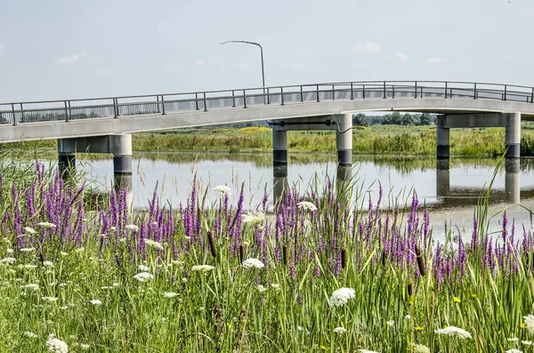 Roxo Frouxidadetrife Gramíneas Outra Vegetação Margem Riacho Seção Noordwaard Parque — Fotografia de Stock