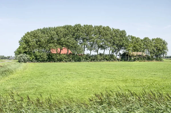 Harlingen Paesi Bassi Luglio 2019 Paesaggio Polder Frisone Con Fattoria — Foto Stock