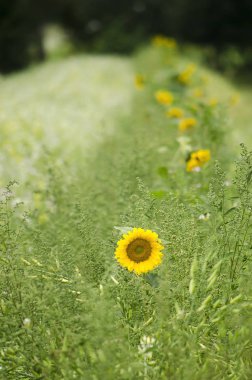 Tek sarı-kahverengi ayçiçeği arka planda bulanık çeşitli diğer ayçiçekleri ile yeşil bitki örtüsü ortasında
