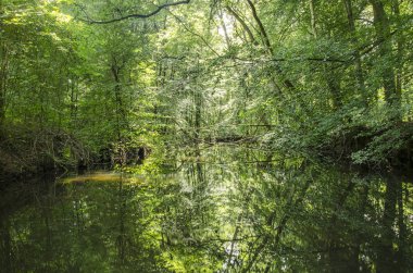 Kraggenburg yakınlarındaki Waterloopbos (Hidrolik Orman) ulusal anıt dar kanal, Hollanda, sakin su yansıtan her iki tarafta yoğun orman ile