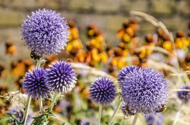 Five purple globe thistles with bees working on them in a garden with grasses and echinacea in summer clipart
