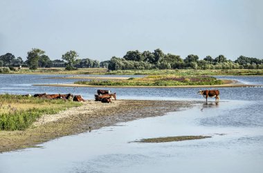 Zwolle yakınlarındaki Vreugerijkerwaard doğa rezervi yeni nehir kanalları boyunca görünümü, Inekler ayakta veya kumlu plajlarda güneşleniyor