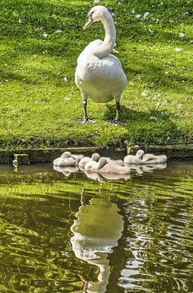 Cisne Adulto Sentado Orilla Cubierta Hierba Estanque Vigilando Descendencia Flotando —  Fotos de Stock