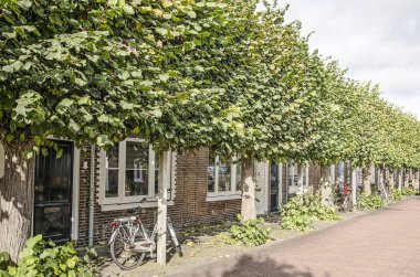 Middelburg, Hollanda, 9 Ekim 2019: Şehrin eski kesimindeki tarihi işçilerin evlerine gölge düşüren sıra şeklinde ıhlamur ağaçları.