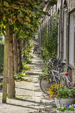 Middelburg, Hollanda, 9 Ekim 2019: sıralanmış kireç ağaçları ve tarihi işçi evleri cephesi arasında dar bir bölge.