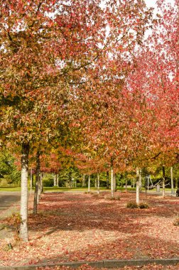 Rotterdam, Hollanda, 20 Ekim 2018, G.W. Sonbaharda güneşli bir günde çok renkli sakız ağaçları (liquidambar styraciflua) içeren Burgerplein Meydanı