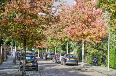 Rotterdam, Hollanda, 17 Ekim 2019: Sonbaharda Kralingen 'de bir yerleşim bölgesinde bir sokakta tatlı sakız ağaçları (liquidambar styraciflua)