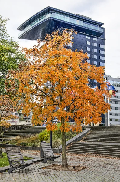 Rotterdam Holanda Outubro 2019 Árvore Verniz Laranja Brilhante Parque Leuvehoofd — Fotografia de Stock