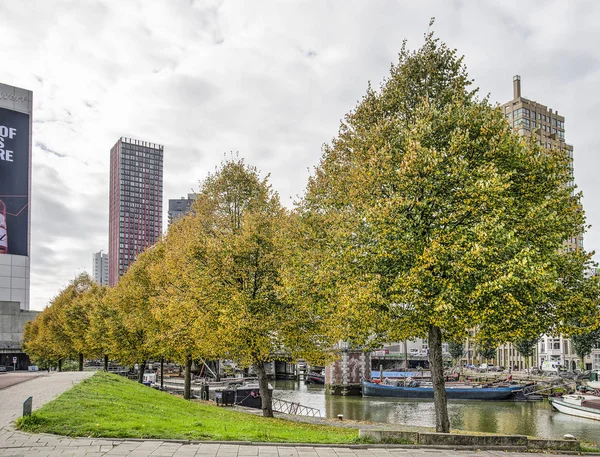 2019年10月17日 荷兰鹿特丹 位于市中心的Wijnhaven港 一排排秋天色彩的林登树 — 图库照片