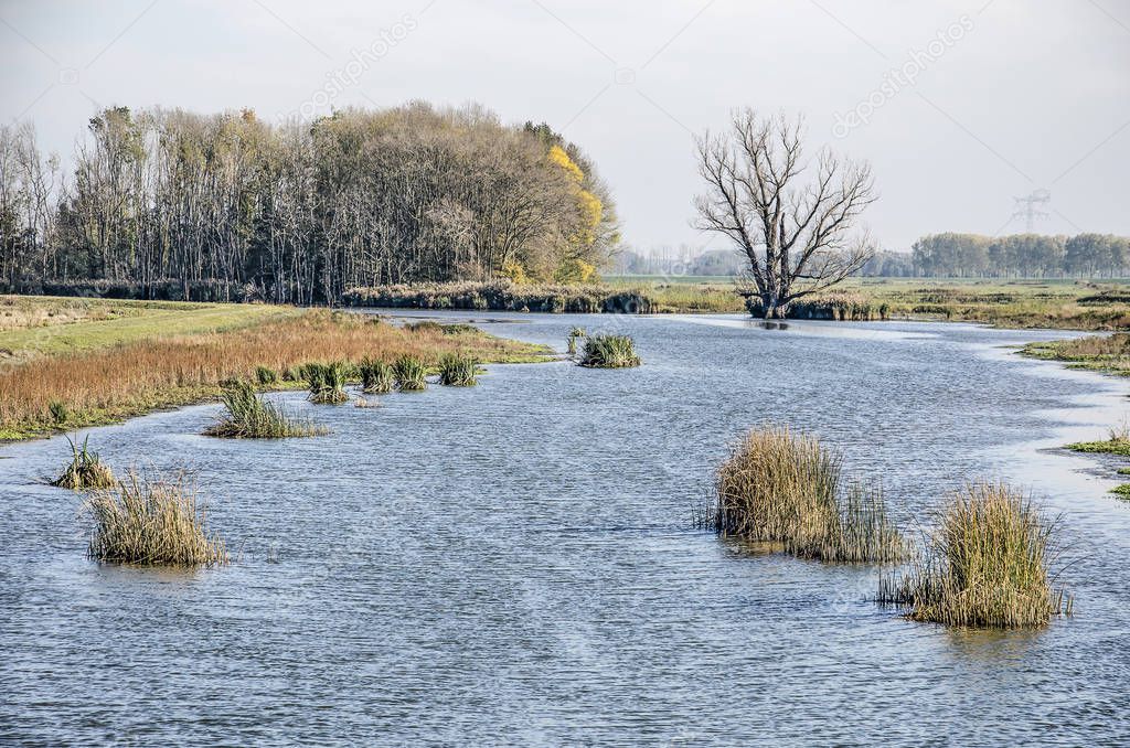 Landscape with a creek dotted with small islands of reeds, and lined with groups of trees on a sunny day in autumn in Noordwaard polder in Biesbosch national park, The Netherlands
