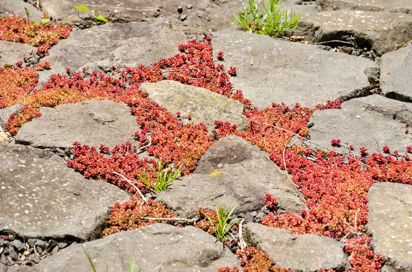 Patches Van Rode Sedum Planten Groeien Tussen Basalt Rotsen Een — Stockfoto