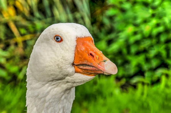 Close Face White Goose Orange Beak Blue Eyes Green Background — Stock Photo, Image