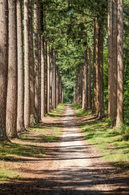 Hollanda, Elburg yakınlarındaki Veluwe bölgesinde, yüksek çam ağaçları arasında uzun ve düz, dar bir patika.