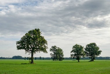 Hollanda, Zwolle yakınlarındaki manzara, bulutlu bir gökyüzünün altında yeşil bir çayırda dört ağaç