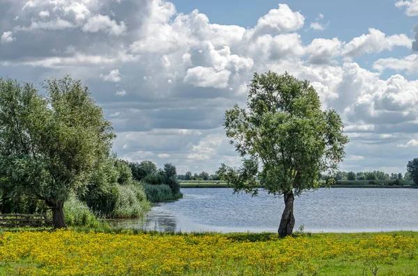 Zomer Landschap Bij Wilsum Nederland Met Een Eenzame Boom Struiken — Stockfoto